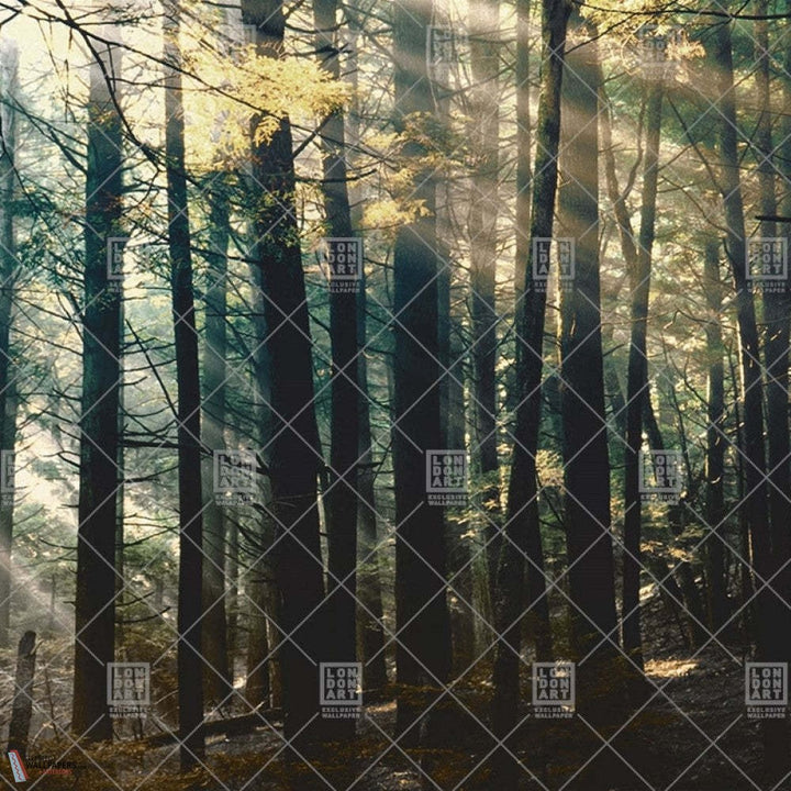Canadian Forest behang-LondonArt-wallpaper-tapete-02-RAW-S120-Selected-Wallpapers-Interiors