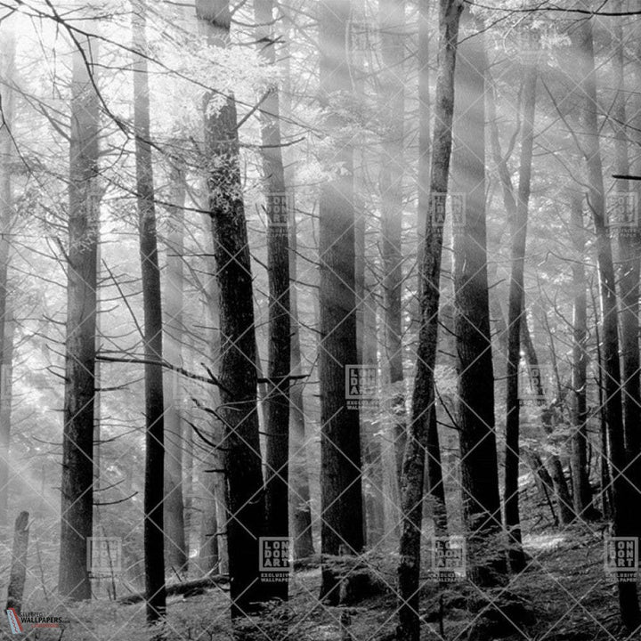 Canadian Forest behang-LondonArt-wallpaper-tapete-03-RAW-S120-Selected-Wallpapers-Interiors
